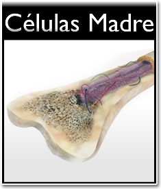 Células Madre de Médula Ósea